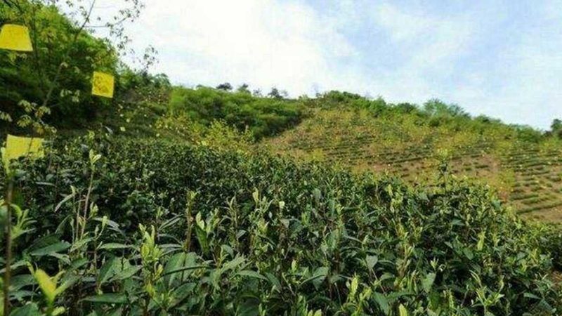 农业种植技术培训：必备条件与核心要素