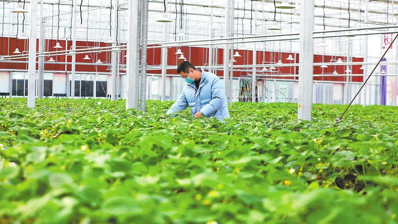 南阳粮食种植合作社推荐：如何选择高效、合规的种植合作伙伴**