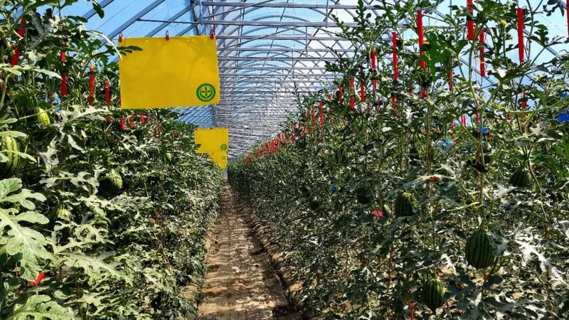 城市农业：如何打造高效生态种植模式**