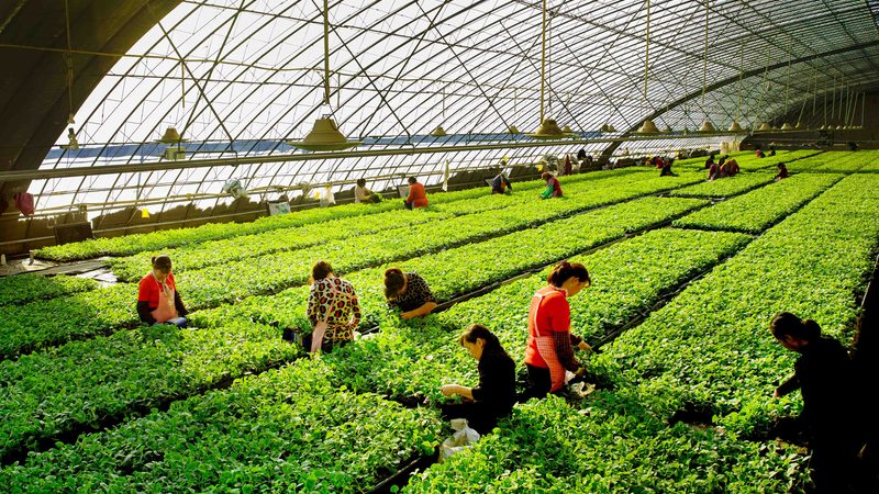 生态循环农业示范项目：如何打造可持续发展的农业新模式**