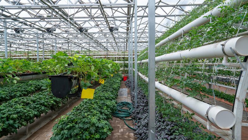 苹果树种植土壤条件：如何打造优质土壤环境