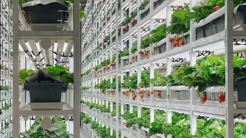 水肥一体化设备：高效农业的“智慧之泉